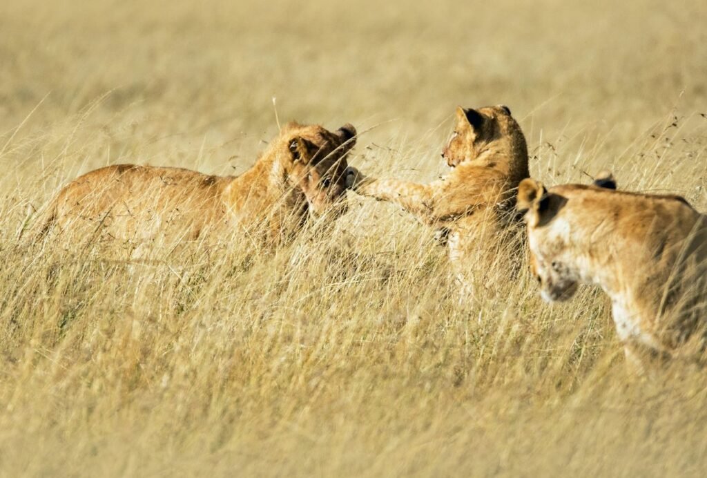 safari, lion cubs